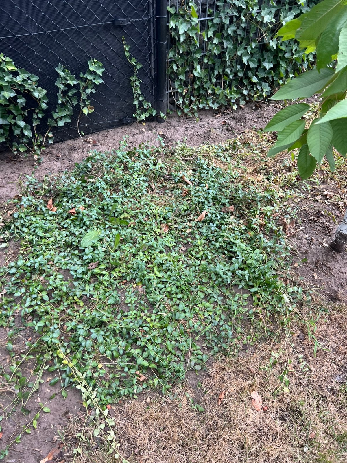 Bodembedekers, Tuin en Terras, Planten | Struiken en Hagen, Ophalen