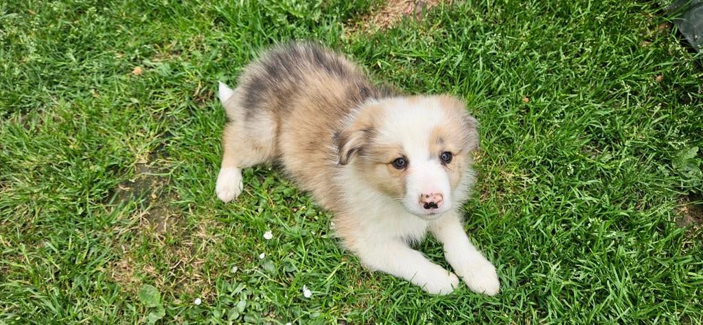 Bordercollie pup, België, Particulier, Reu, 8 tot 15 weken