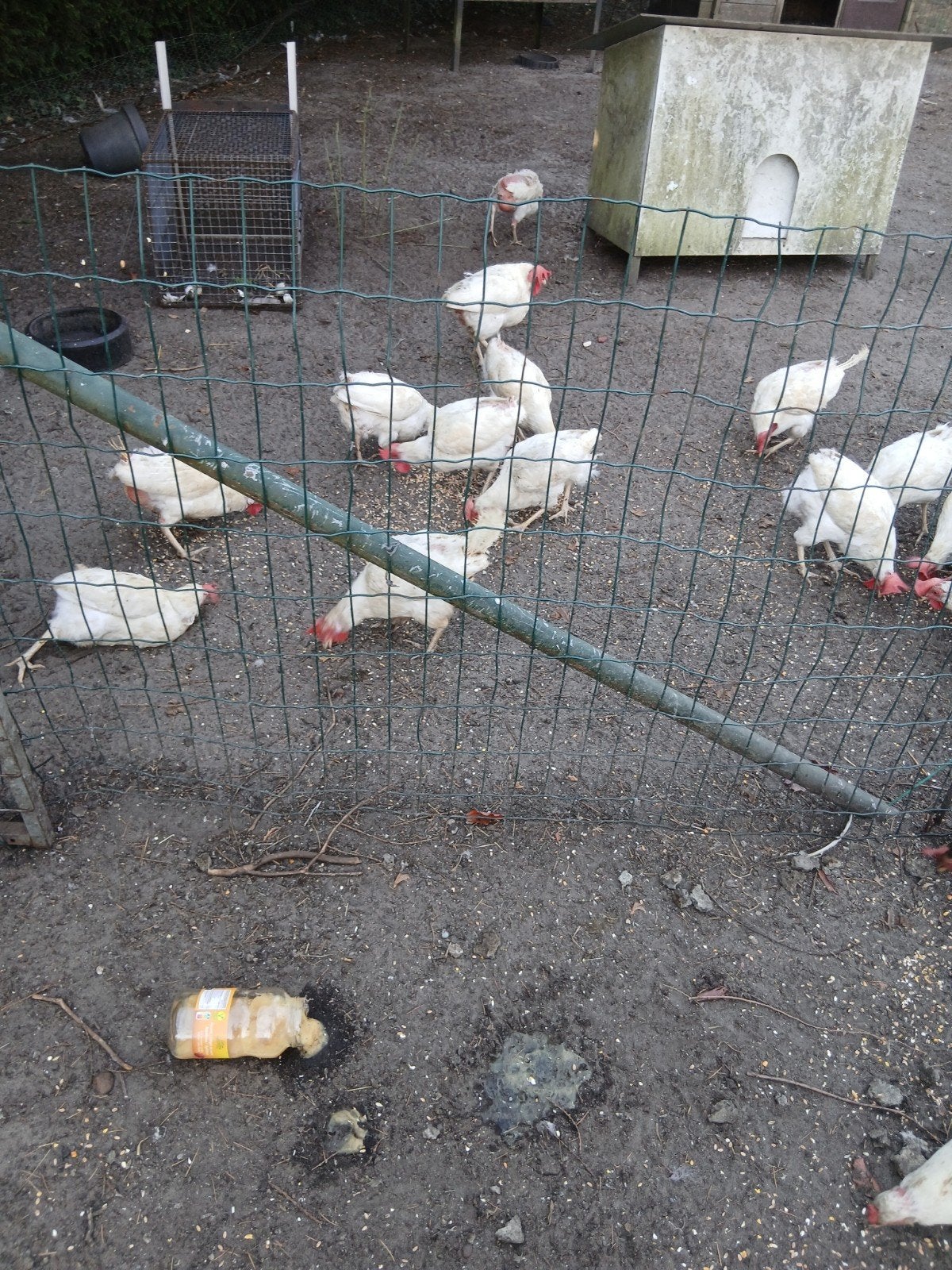 witte leghorn legkippen, Dieren en Toebehoren, Pluimvee