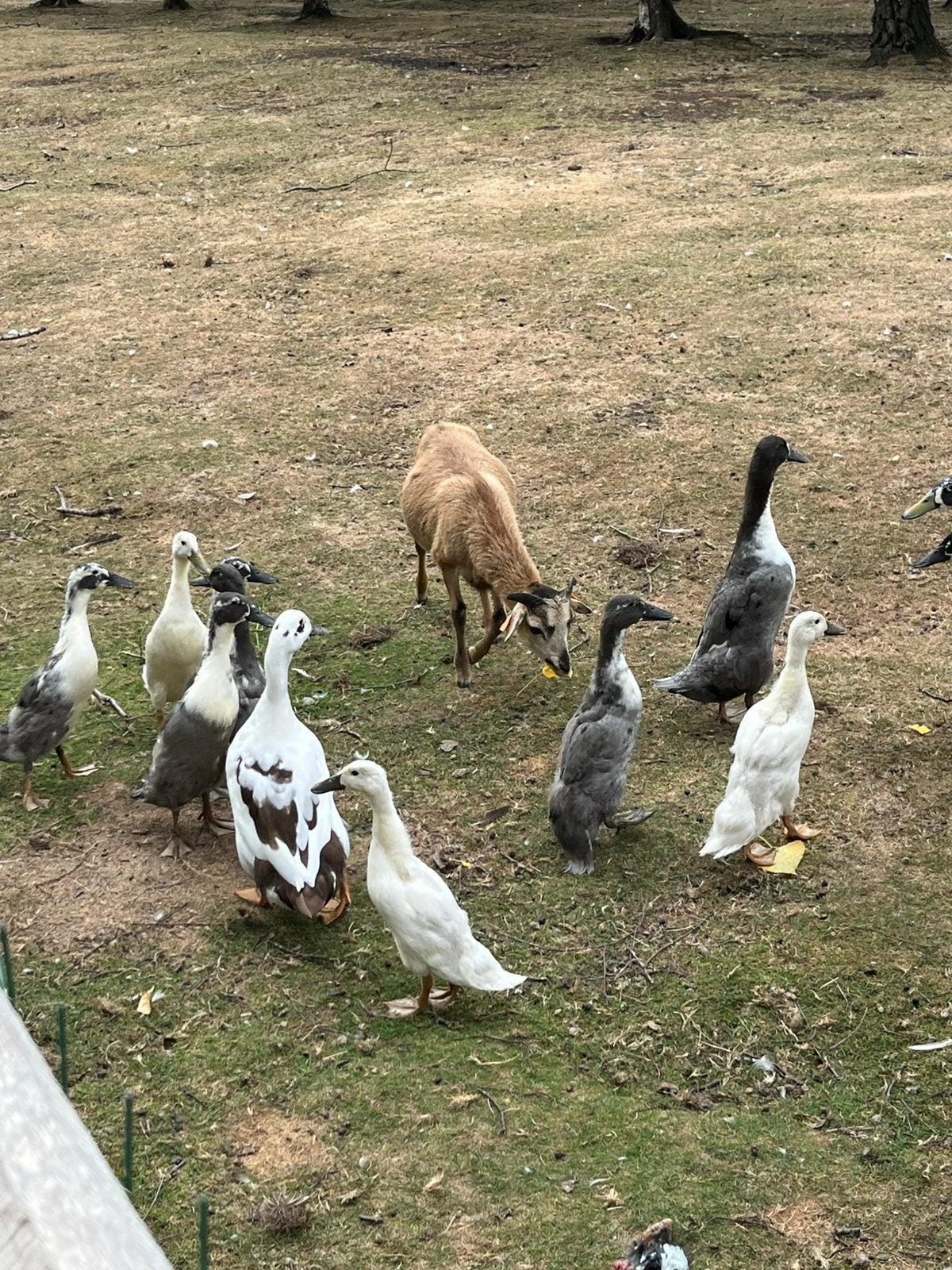 Jonge Huttegemse eenden, Dieren en Toebehoren, Eend