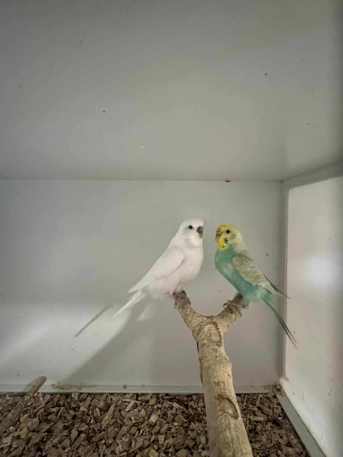 Witte en geel grasparkieten, Geringd