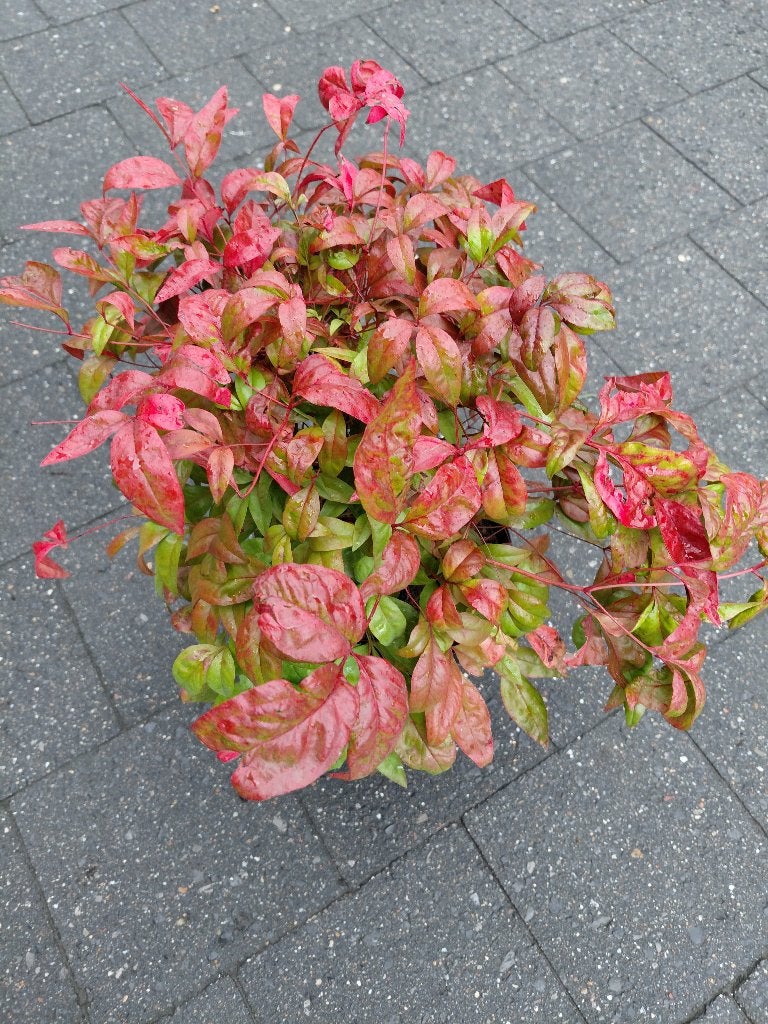 Nandina Fire Power, Ophalen, Bamboe