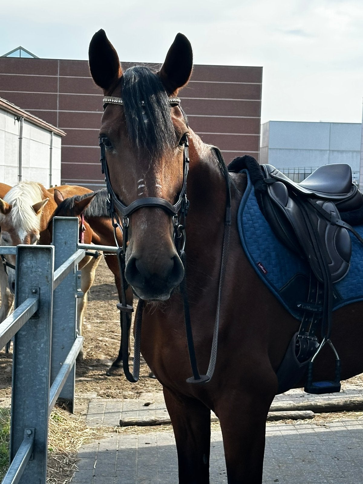 Prachtig Spaanse merrie, Dieren en Toebehoren, Merrie, Minder dan 160 cm, Niet van toepassing, 11 jaar of ouder