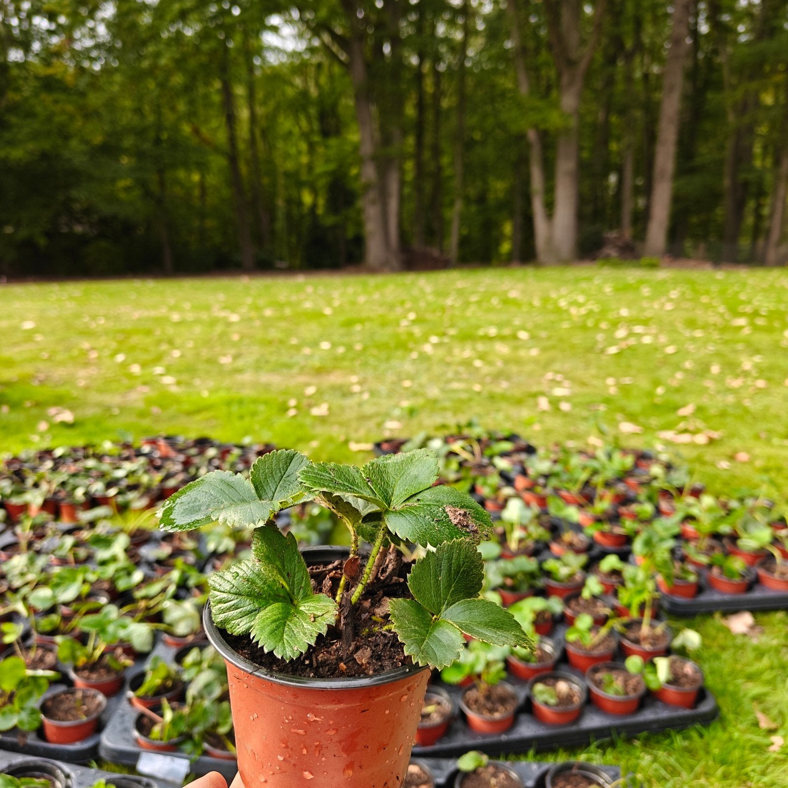 plant de fraisiers, Ophalen