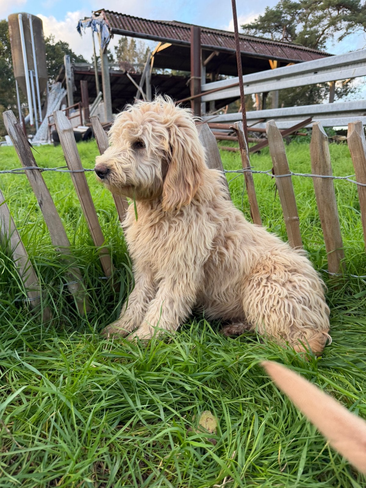 Mooi beige goldendoodle!, Animaux & Accessoires, 15 semaines à 1 an, Golden retriever, Maladie de Carré (chiens), Chienne