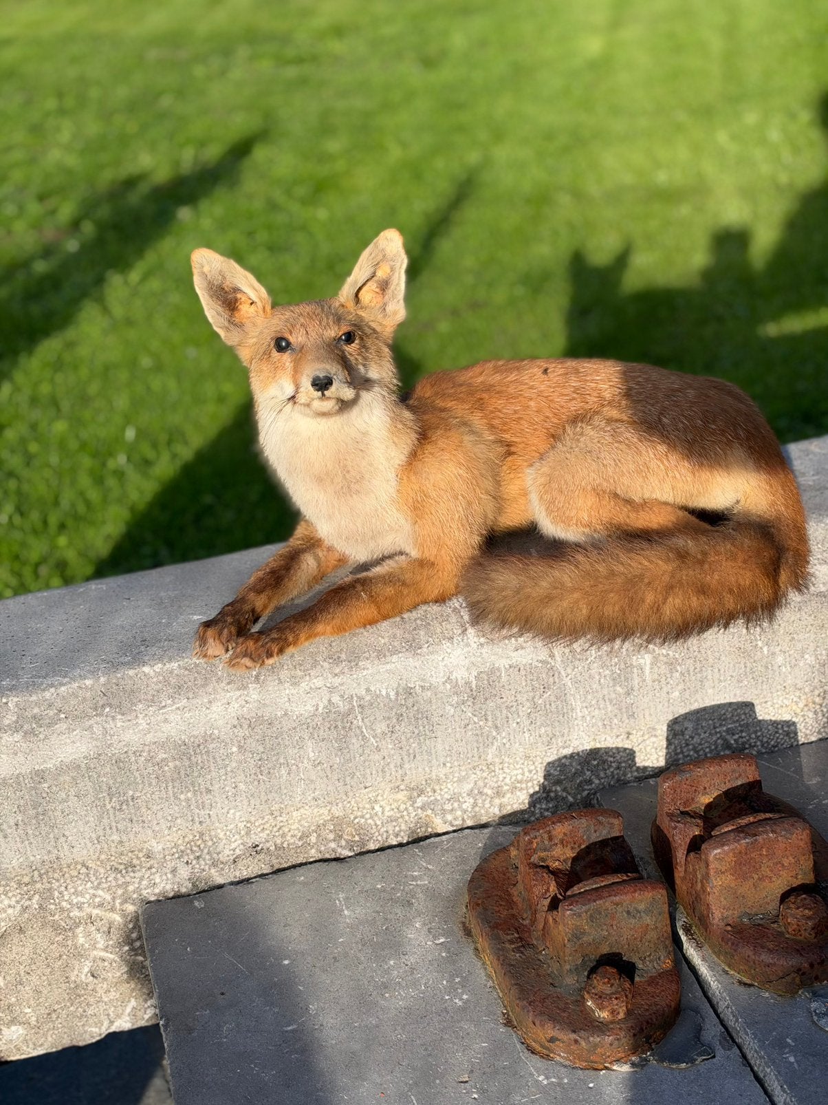 Vos taxidermie zeer mooi, Ophalen