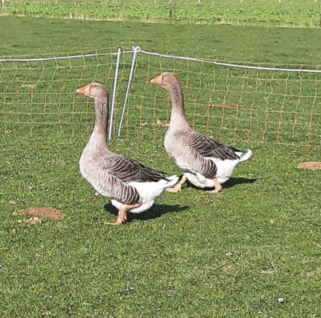 Toulouse ganzen mannen 2025, Mannelijk, Gans of Zwaan