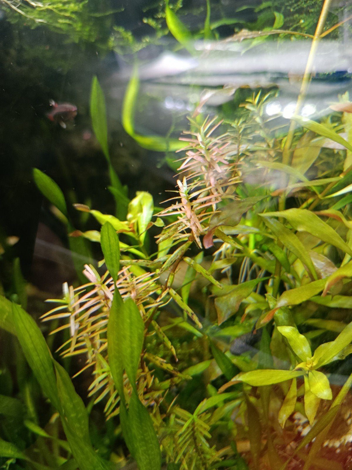 Diverse aquariumplanten 2€/bussel, 10€ vr 5L emmertje, Dieren en Toebehoren, Ophalen