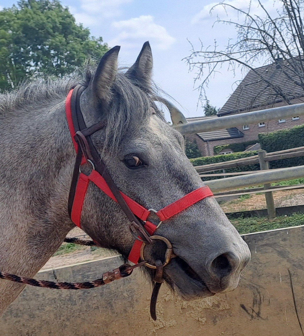 super braaf Highlander ideaal wandelpaard, Hongre