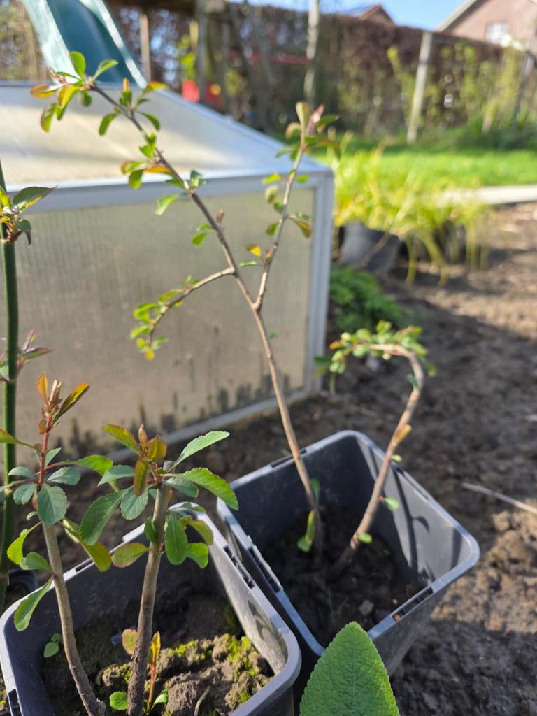 Chaenomeles japonica 'cido', Ophalen, Volle zon, Vaste plant, Fruitplanten