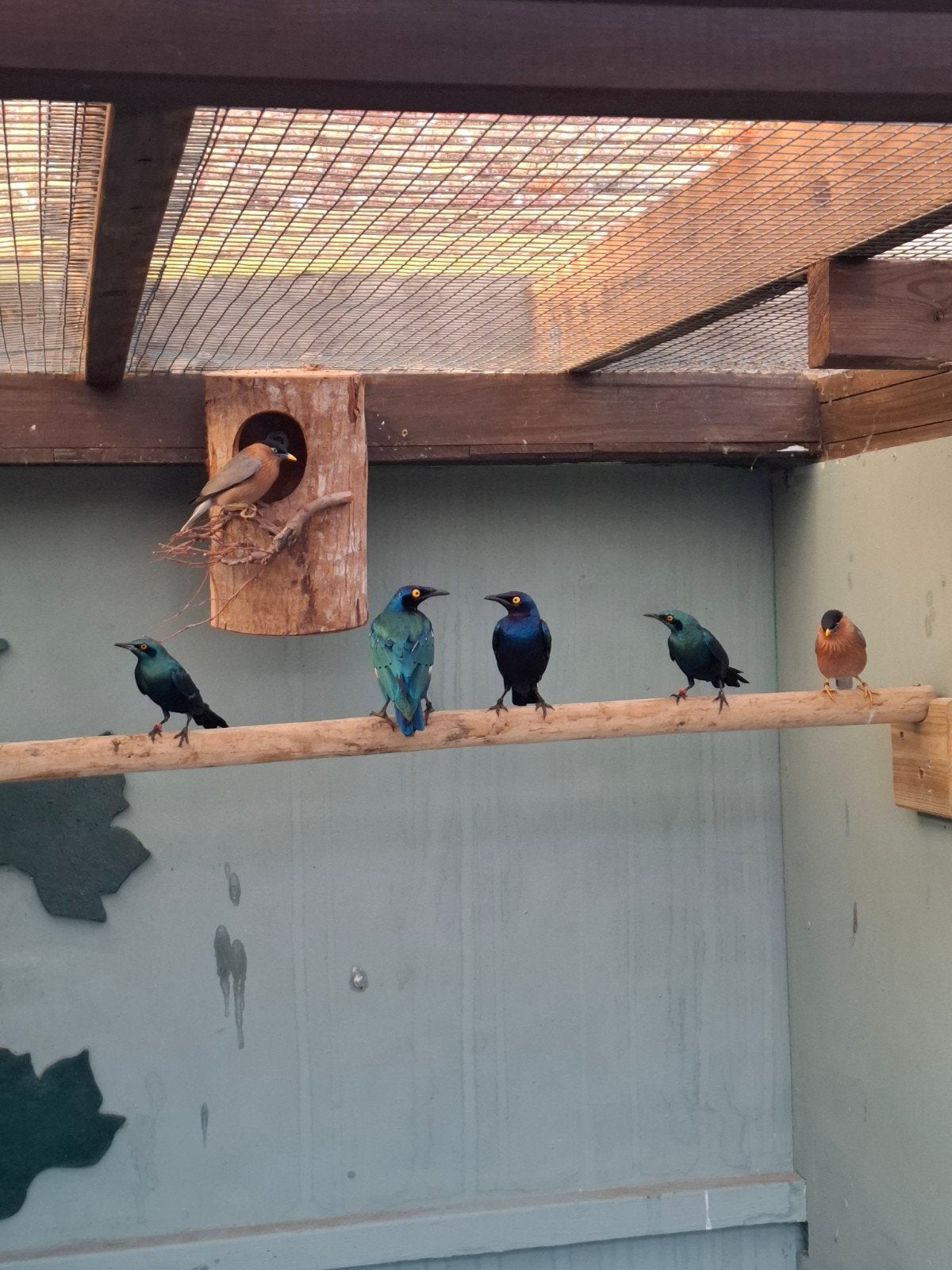 glansspreeuwen pagodespreeuw, Animaux & Accessoires, Oiseau tropical