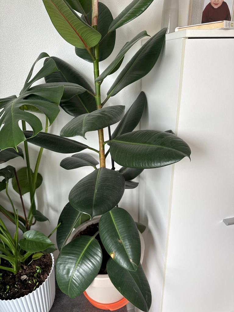 Ficus elastica, Huis en Inrichting, Kamerplanten, Ophalen, Ficus