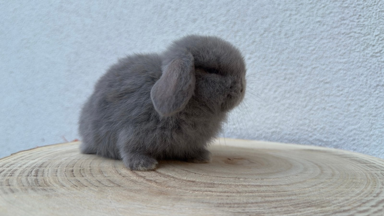 Minilop voedster, Femelle, Nain, Oreilles tombantes, 0 à 2 ans