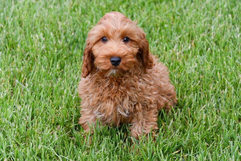 Chiots Cockapoo à vendre, Animaux & Accessoires, 15 semaines à 1 an, Étranger, Hépatite contagieuse (maladie de Rubarth), Autres races