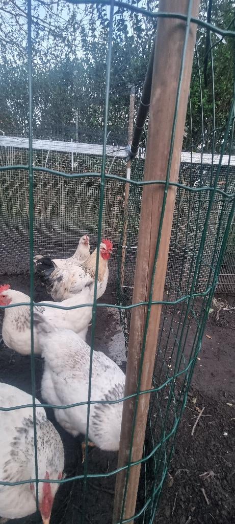Broedeieren van sussex €1,-, Dieren en Toebehoren, Geslacht onbekend, Kip