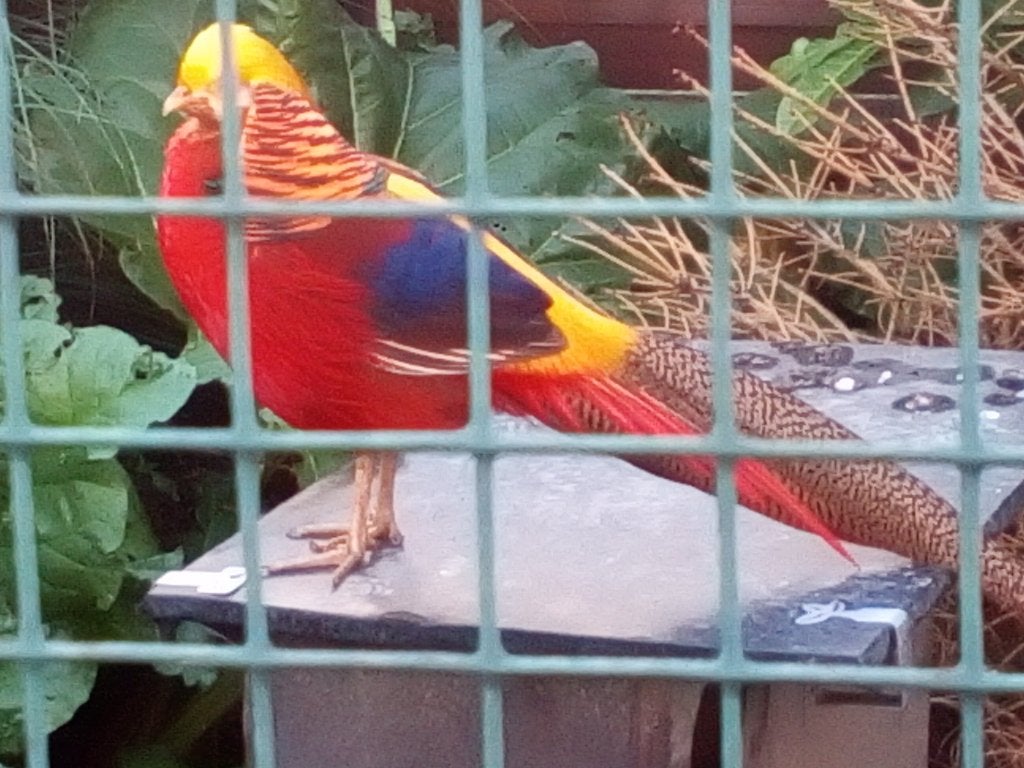 Goud- en Lady Amherst fazanten, Plusieurs animaux, Autres espèces