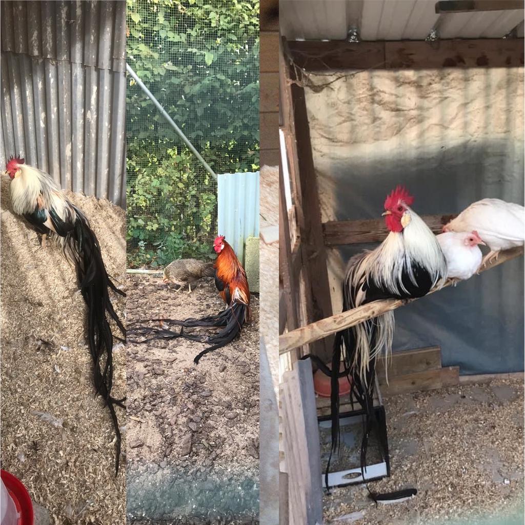 Broedeieren Onagadori, Dieren en Toebehoren, Geslacht onbekend, Kip