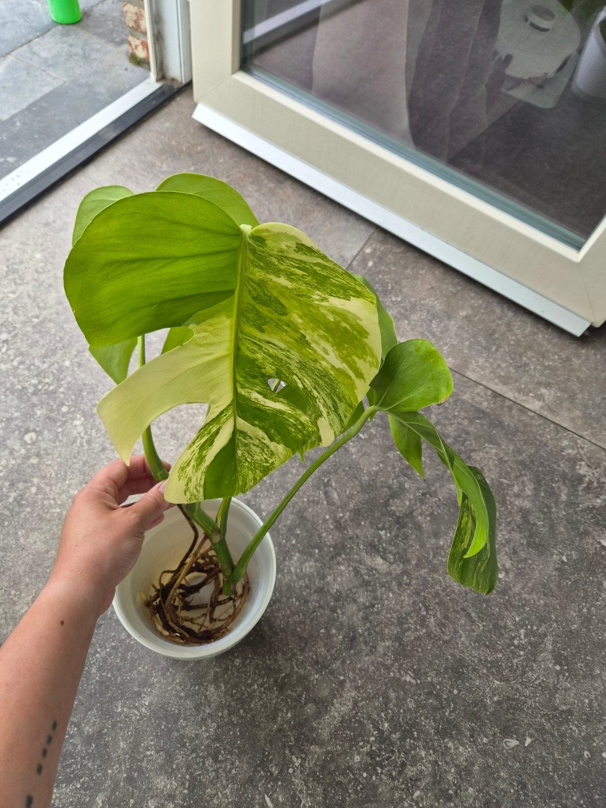 Monstera Aurea, Enlèvement ou Envoi