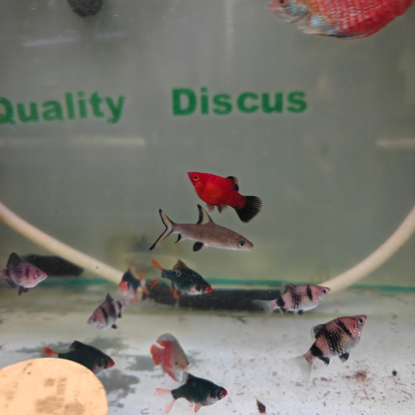 aquariumvissen, Vis, Zoetwatervis, Schoolvis