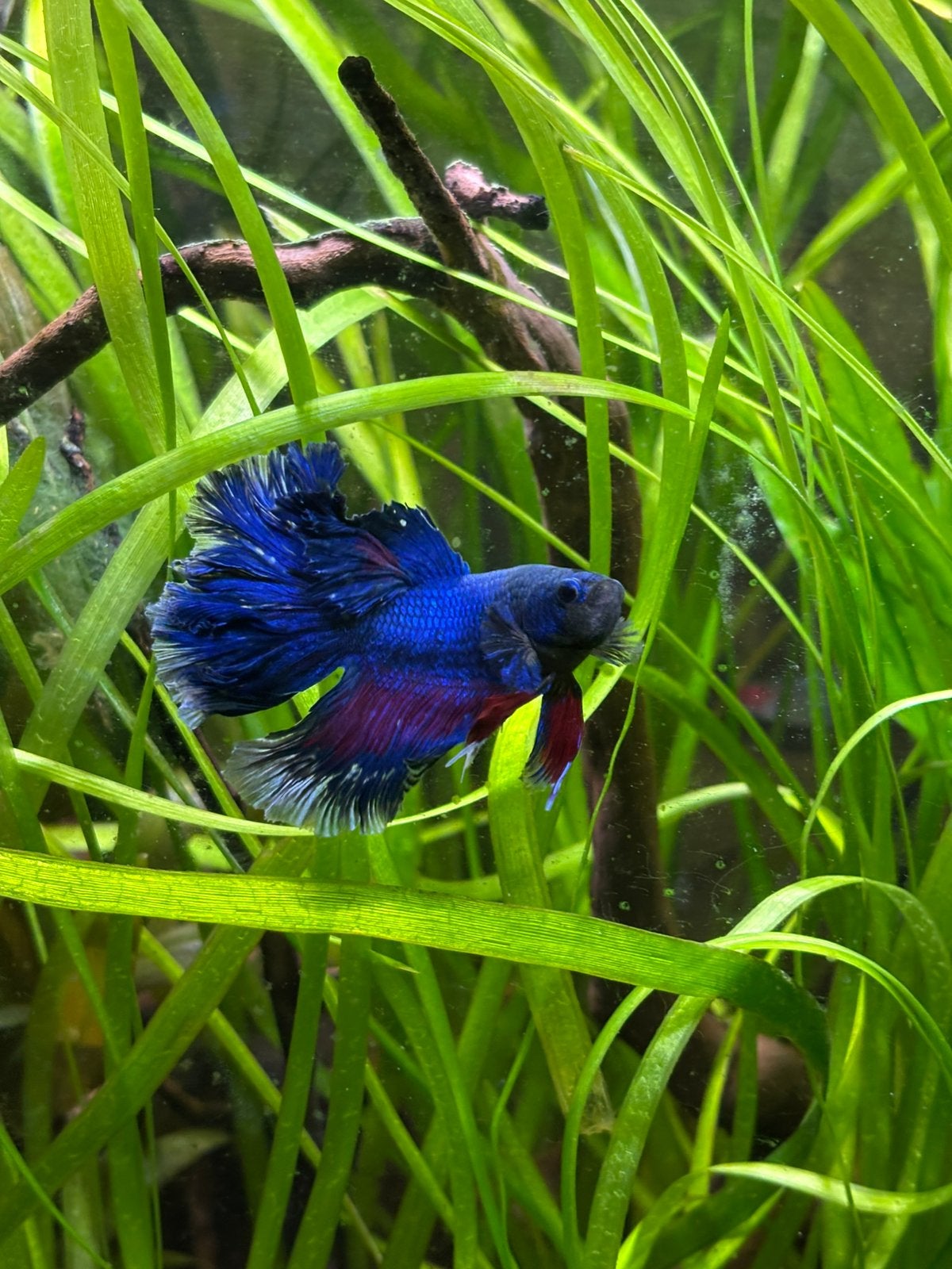 Betta Splendens vis, Vis, Zoetwatervis