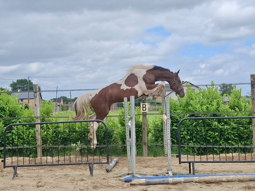 2 jarige bonte hengst, 160 à 165 cm, Étalon, 0 à 2 ans, Avec pedigree