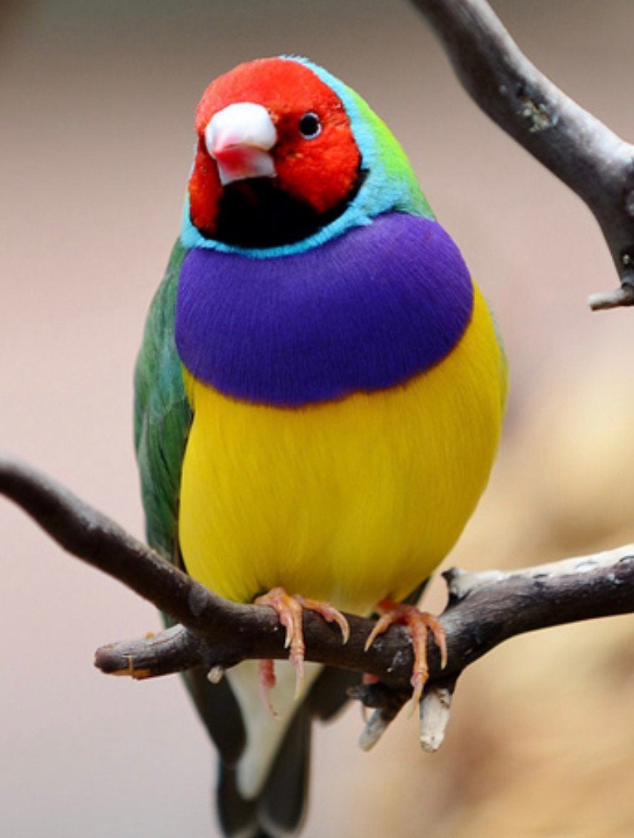 Vogels gezocht