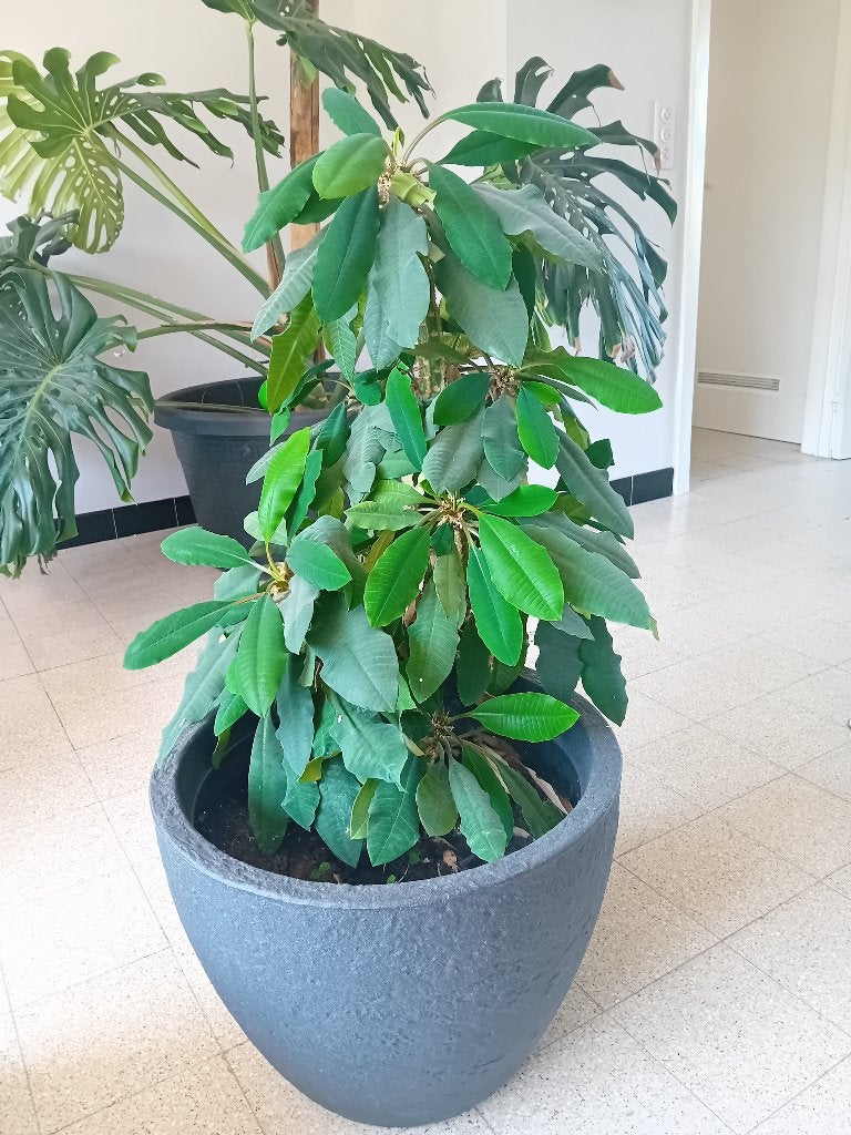 Madagaskar Juweel (Euphorbia leuconeura), Autres espèces, En pot, Enlèvement, 100 à 150 cm