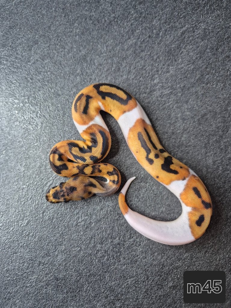 Python regius, Animaux & Accessoires, Serpent, 0 à 2 ans