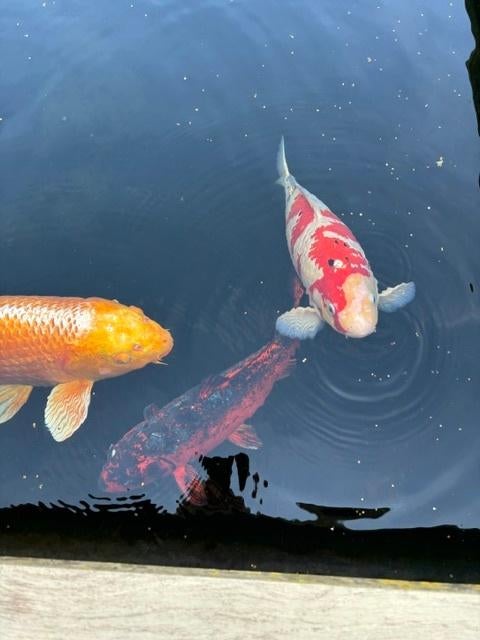 Grote Koi's en Steurs, Dieren en Toebehoren, Vissen | Vijvervissen, Karper of Koi