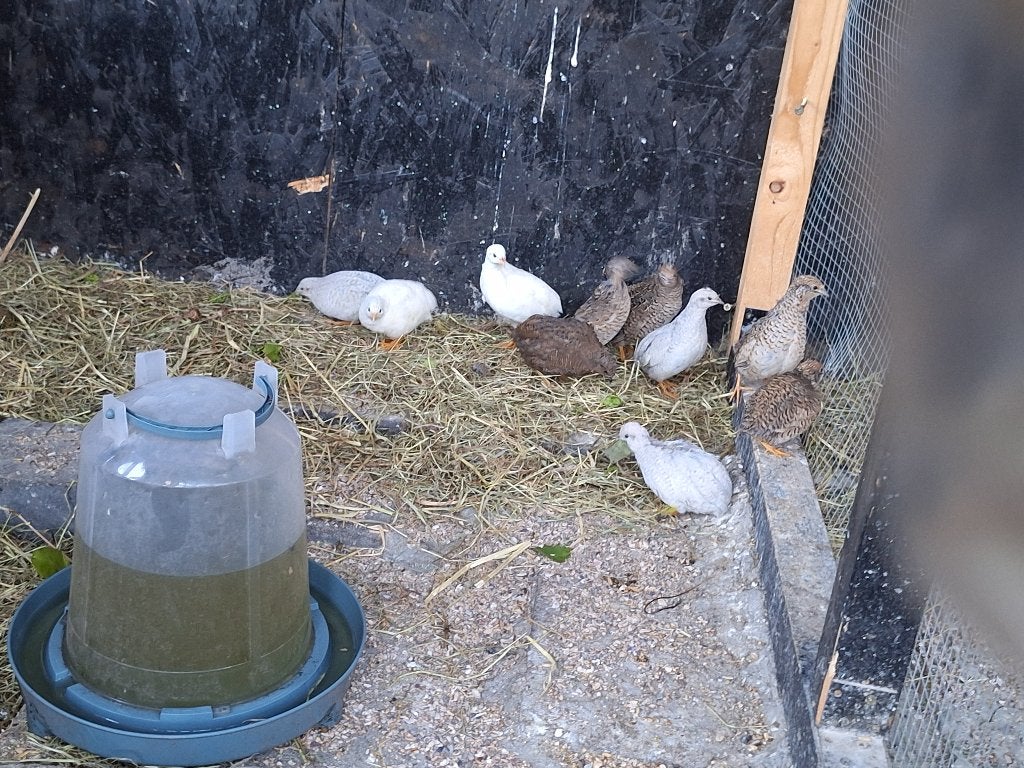 Chinese dwergkwartels, Meerdere dieren, Overige soorten
