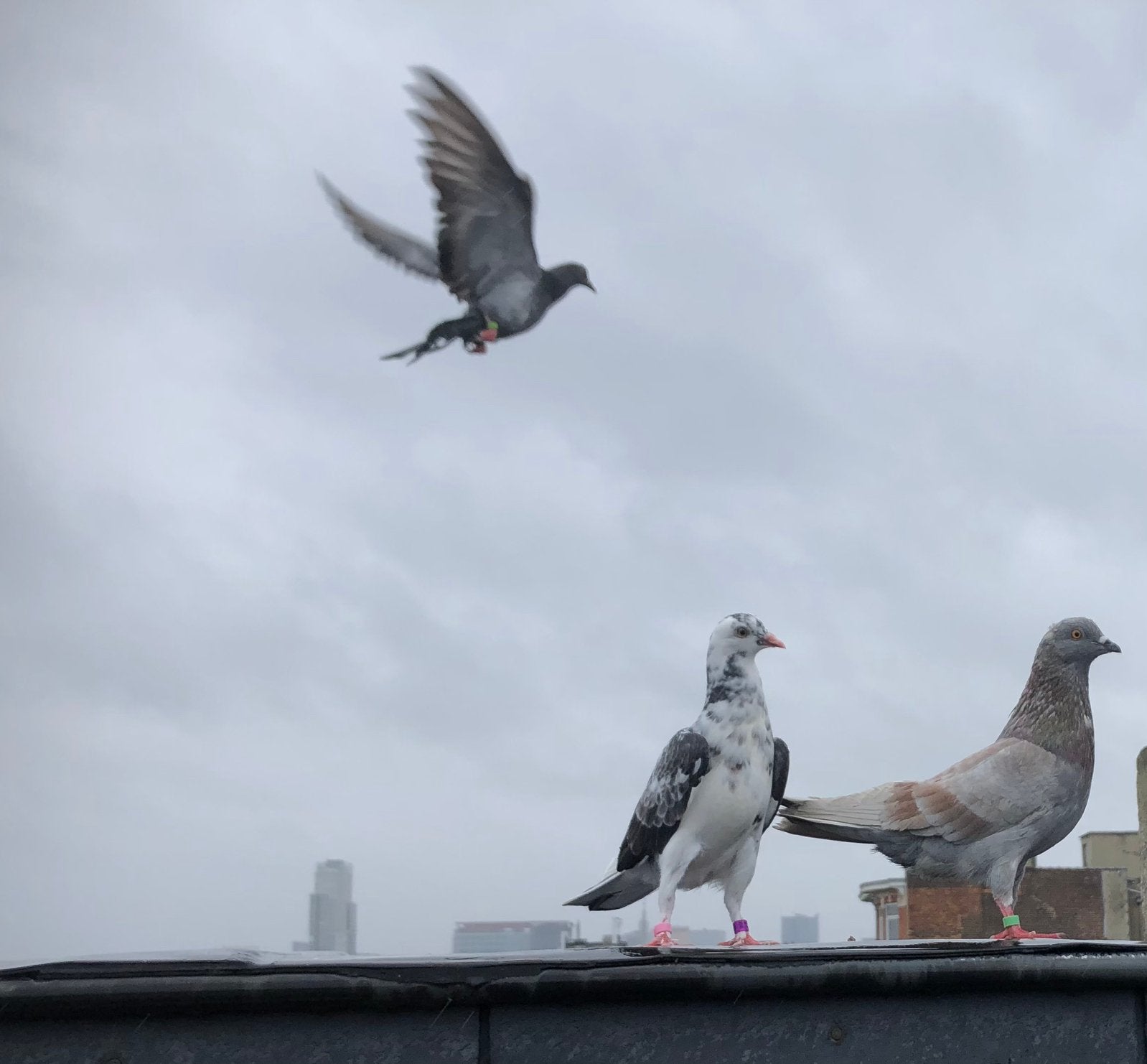 Birmingham rollers, Dieren en Toebehoren