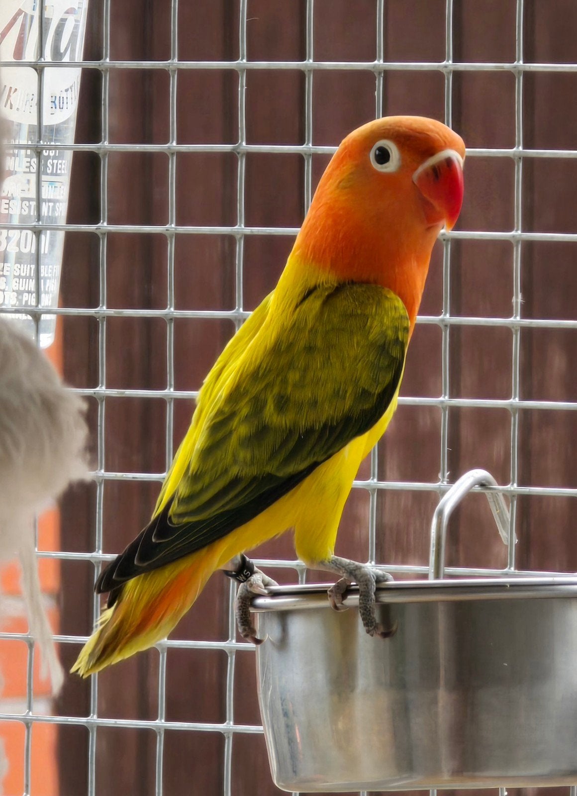 Euwing Opaline Groen Fischeri 2025 Pop met dna, Dieren en Toebehoren, Vogels | Parkieten en Papegaaien, Vrouwelijk, Dwergpapegaai of Agapornis