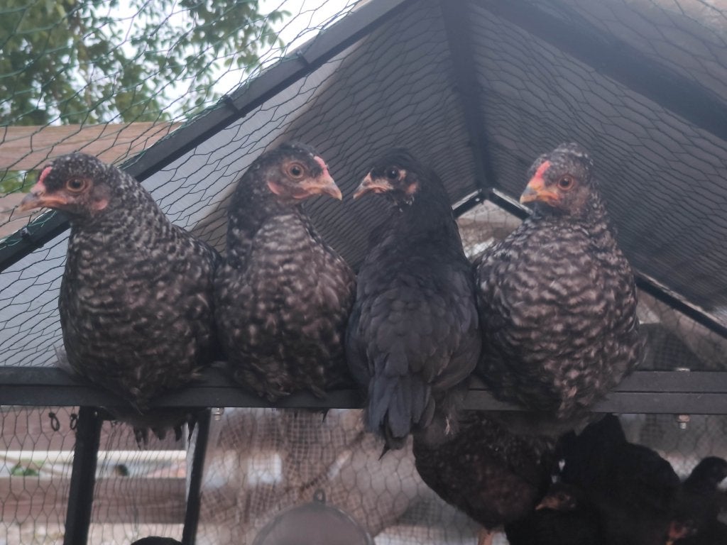Olijflegger hennen 9 weken, Femelle, Poule ou poulet