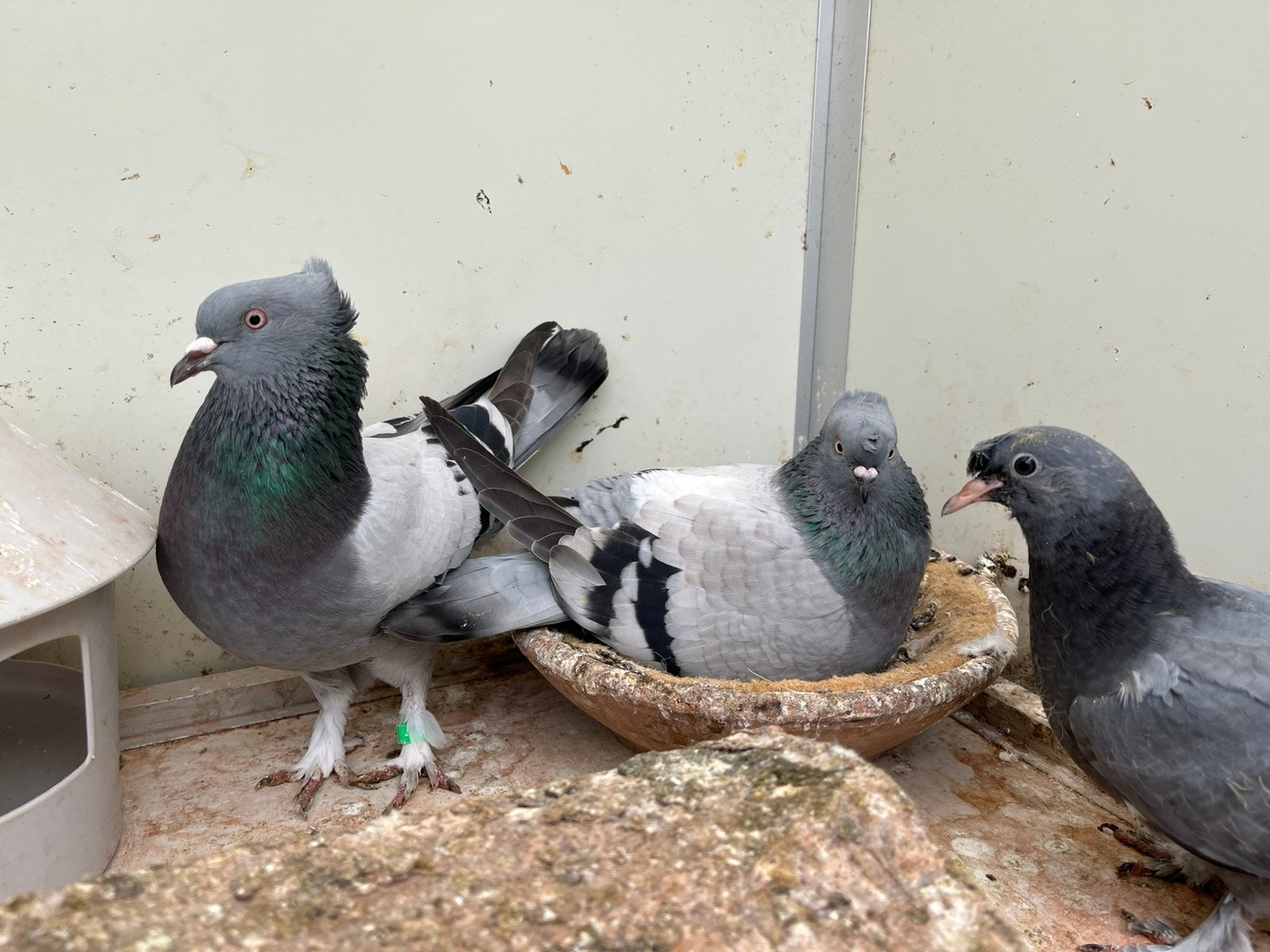 Takla, Meerdere dieren, Tuimelaar of Roller