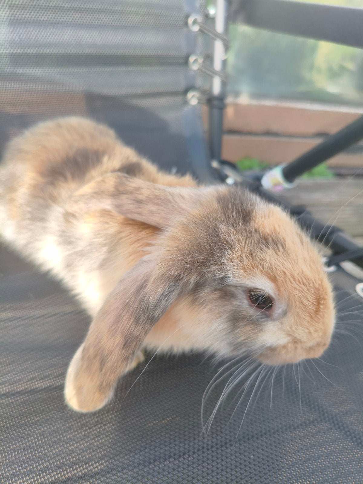 Konijntjes, Enlèvement