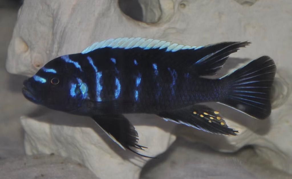 Cichlidés malawi male Ndonga + femelle msobo magunga