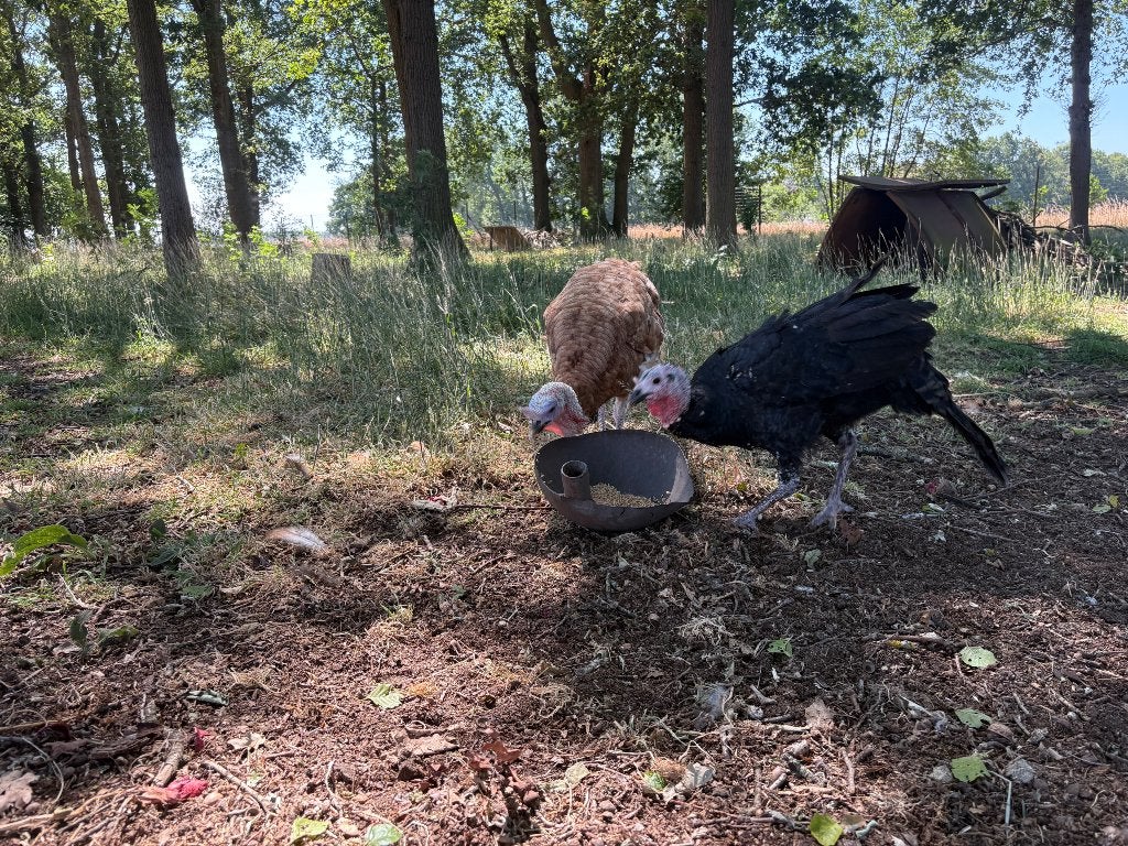 Koppel kalkoenen met jongen, Dieren en Toebehoren, Kalkoen