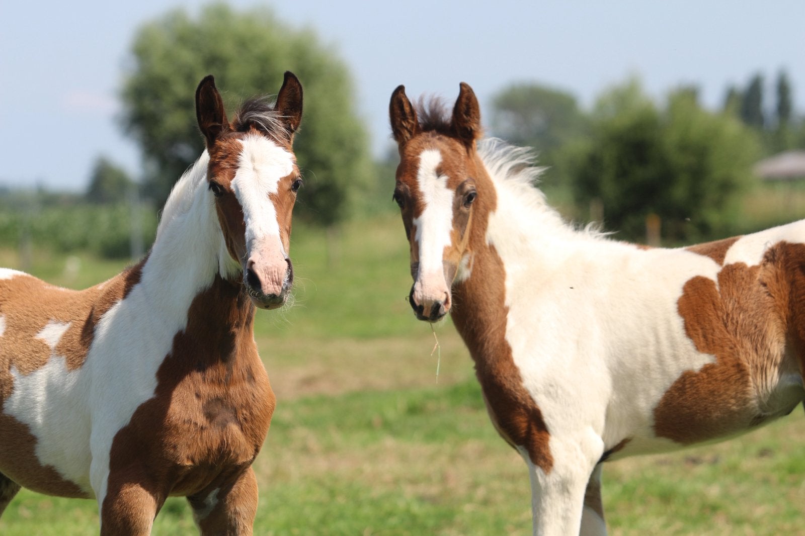 Prachtige veulens, lage prijsklasse, Dieren en Toebehoren