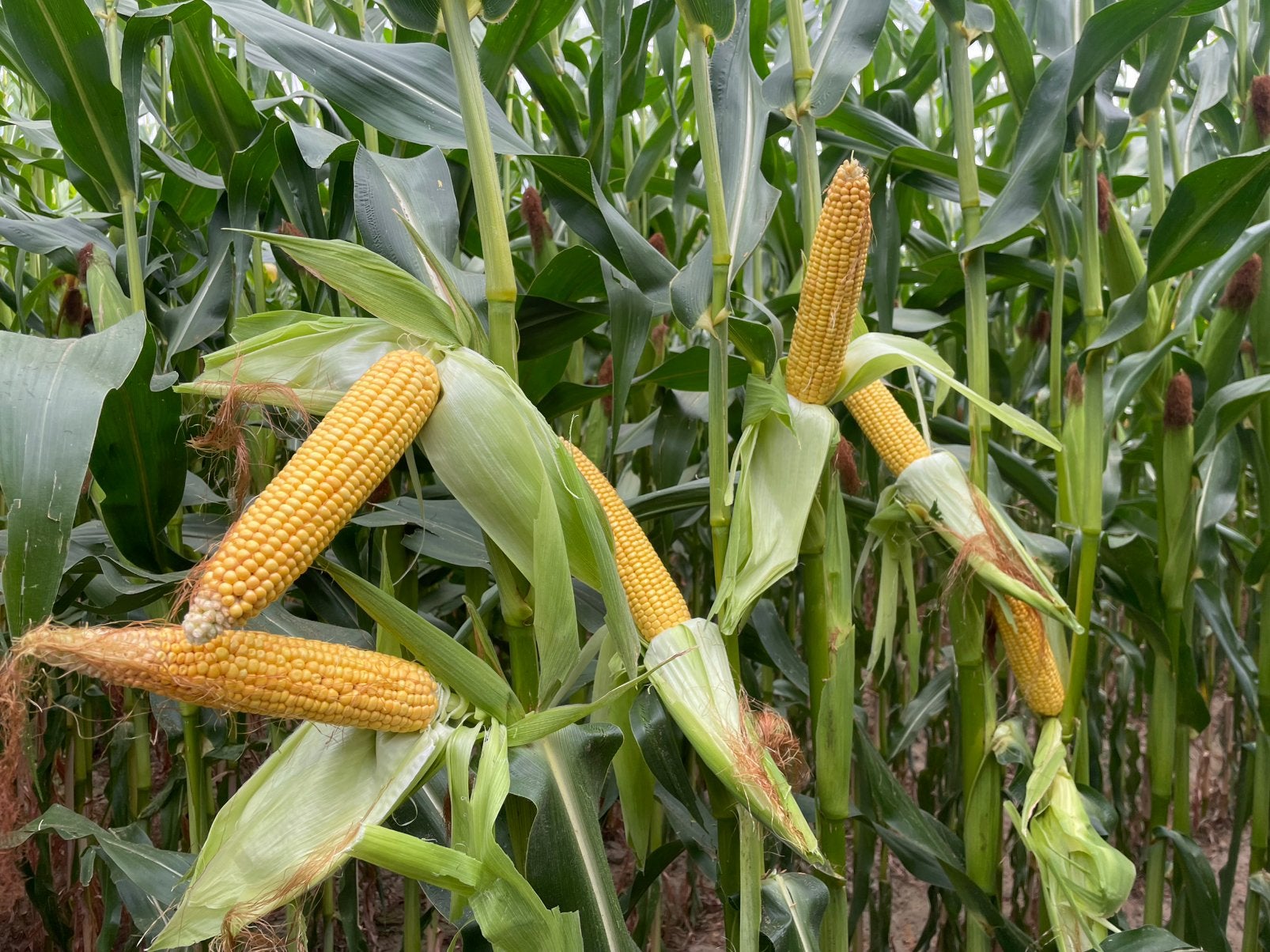 Mais op stam 15,83 hectare regio zulte, Zakelijke goederen, Landbouw | Veevoer, Ophalen