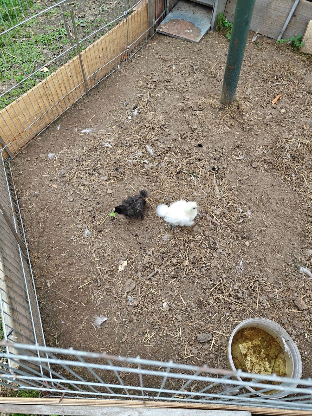 Zijdehoen kuikens, Dieren en Toebehoren, Meerdere dieren, Kip