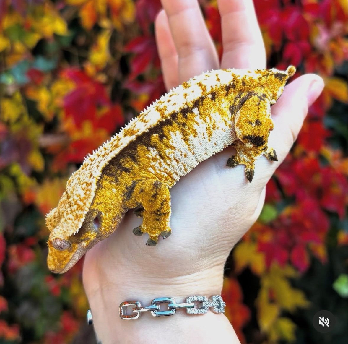 Wimpergekko vrouw, Dieren en Toebehoren, Reptielen en Amfibieën