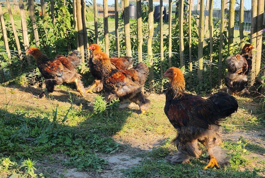 Gratis jonge brahma hanen, Dieren en Toebehoren, Pluimvee, Mannelijk, Kip