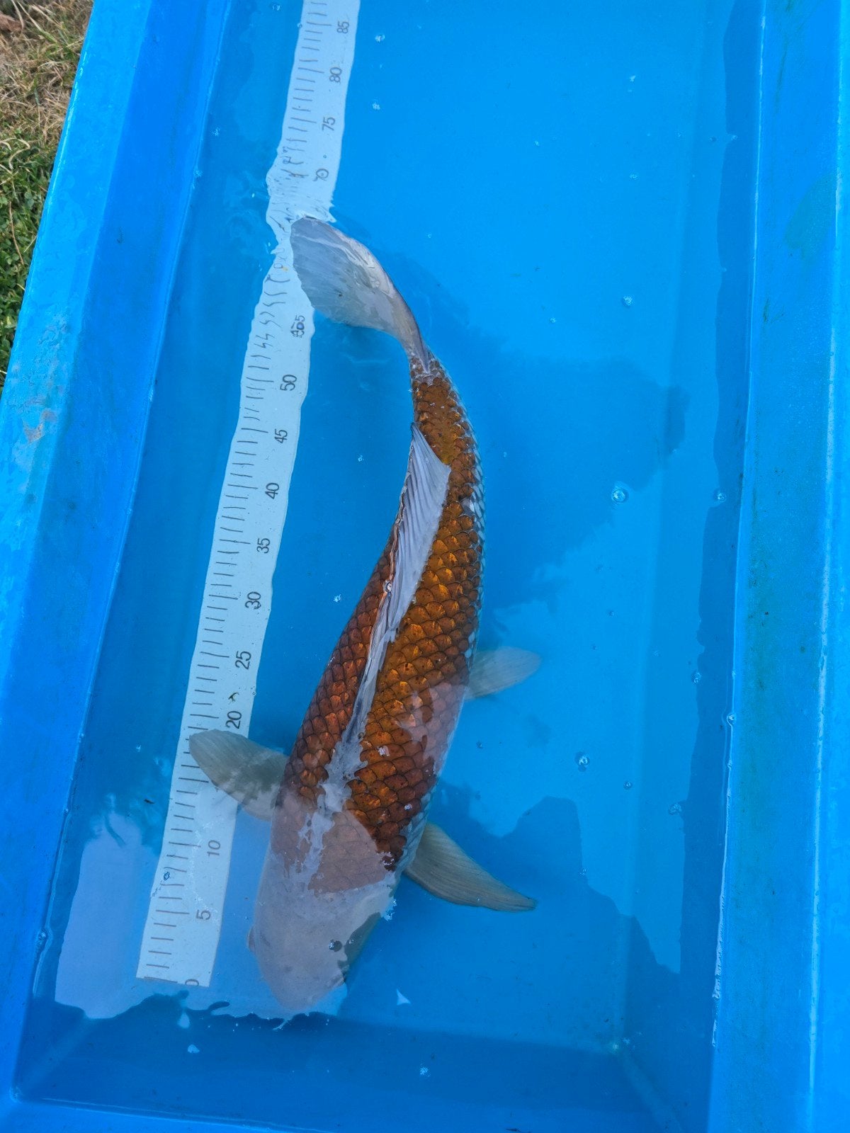 Zeer mooie ochiba 60-65cm, Dieren en Toebehoren