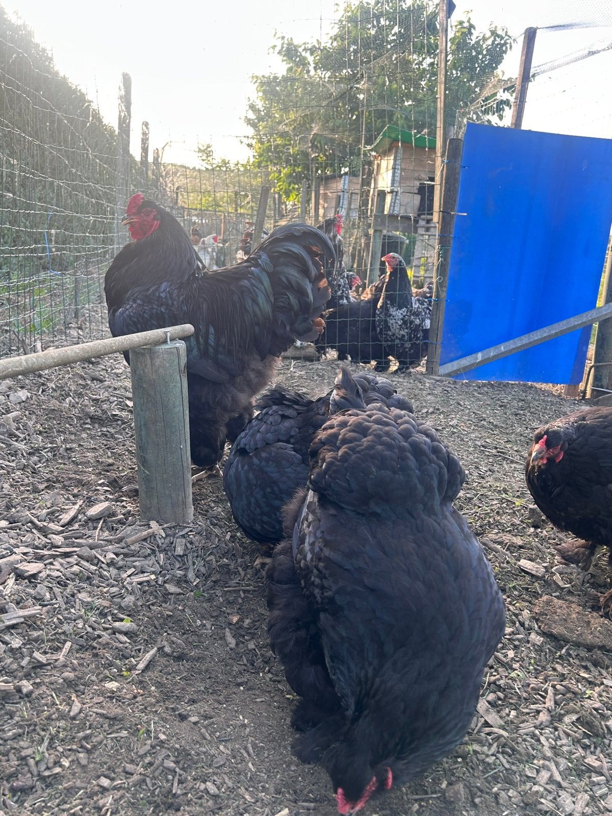 Oeufs à incuber Brahma 45 pièces =, Plusieurs animaux, Poule ou poulet