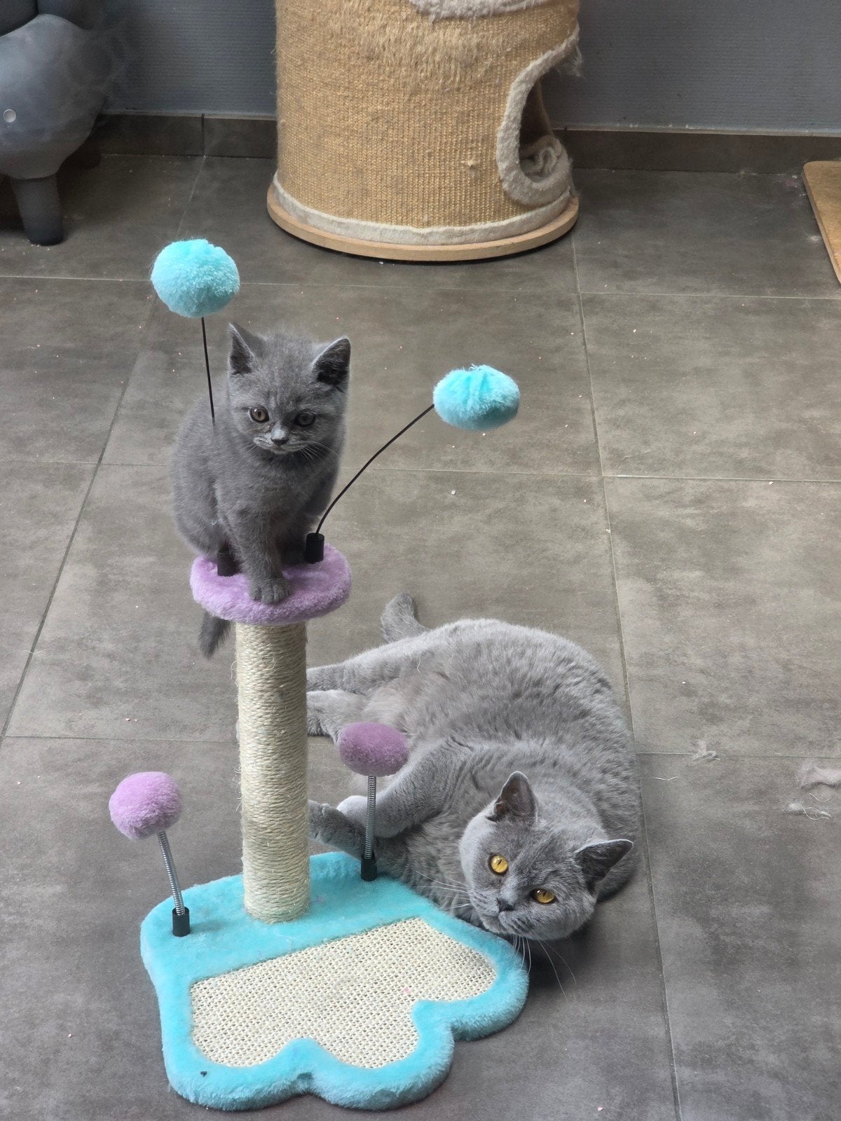Raszuivere Britse Korthaar kittens met stamboom, Meerdere dieren, Met stamboom, 0 tot 2 jaar