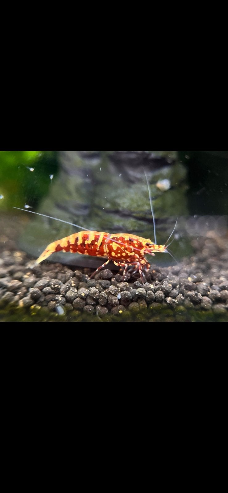 Crevettes Galaxy Fishbone Snowflake Red de haute qualité