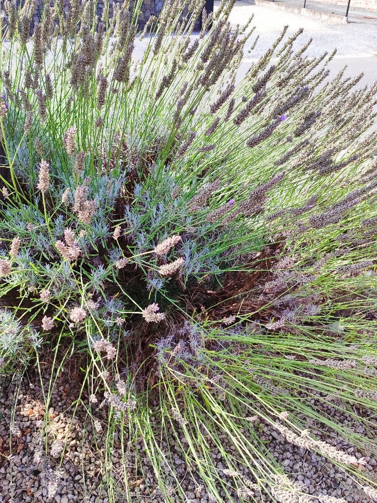 Verse lavendel om te drogen, Enlèvement