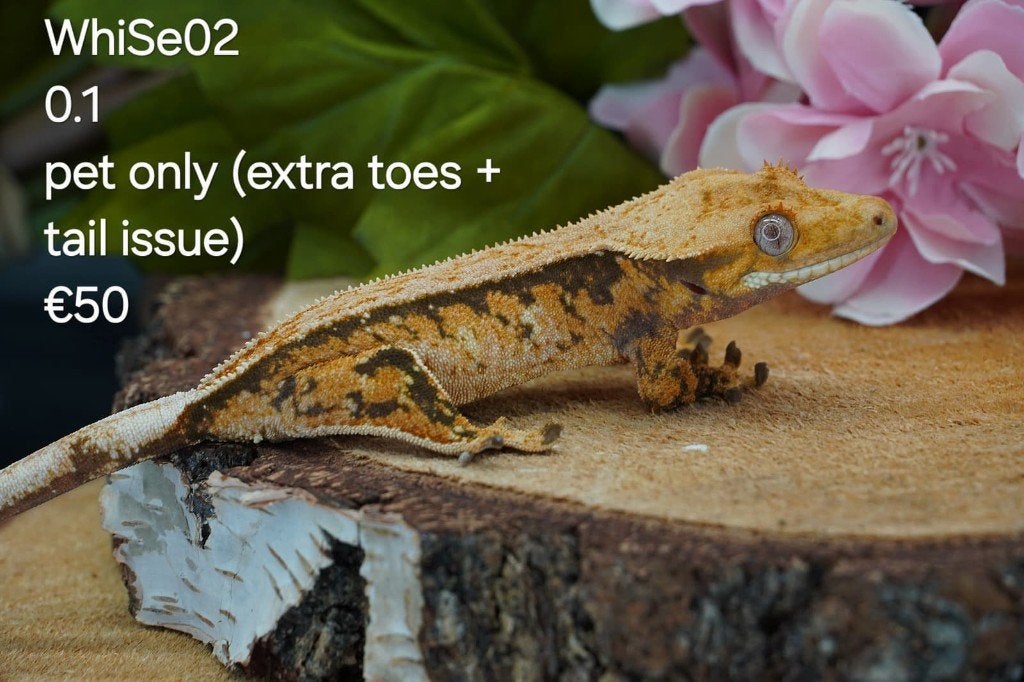 Verschillende wimpergekko's: man, vrouw, baby, Animaux & Accessoires, Reptiles & Amphibiens, Lézard, Domestique, 0 à 2 ans