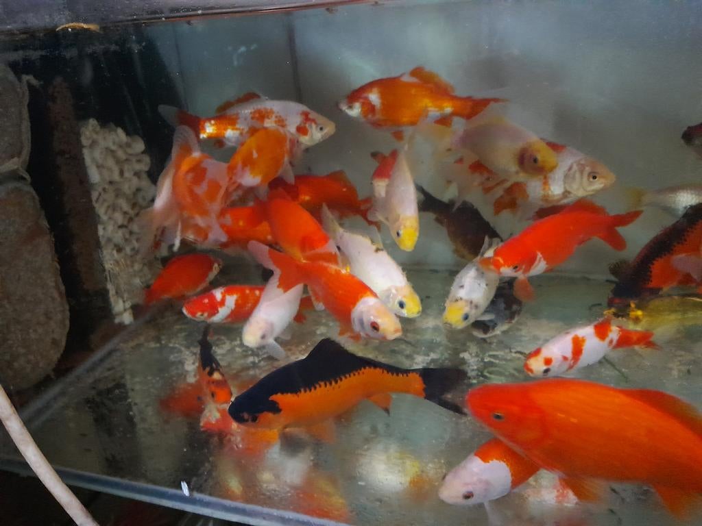 Verschillende vijvervissen, Animaux & Accessoires, Poissons | Poissons d'étang, Poisson(s) rouge(s)