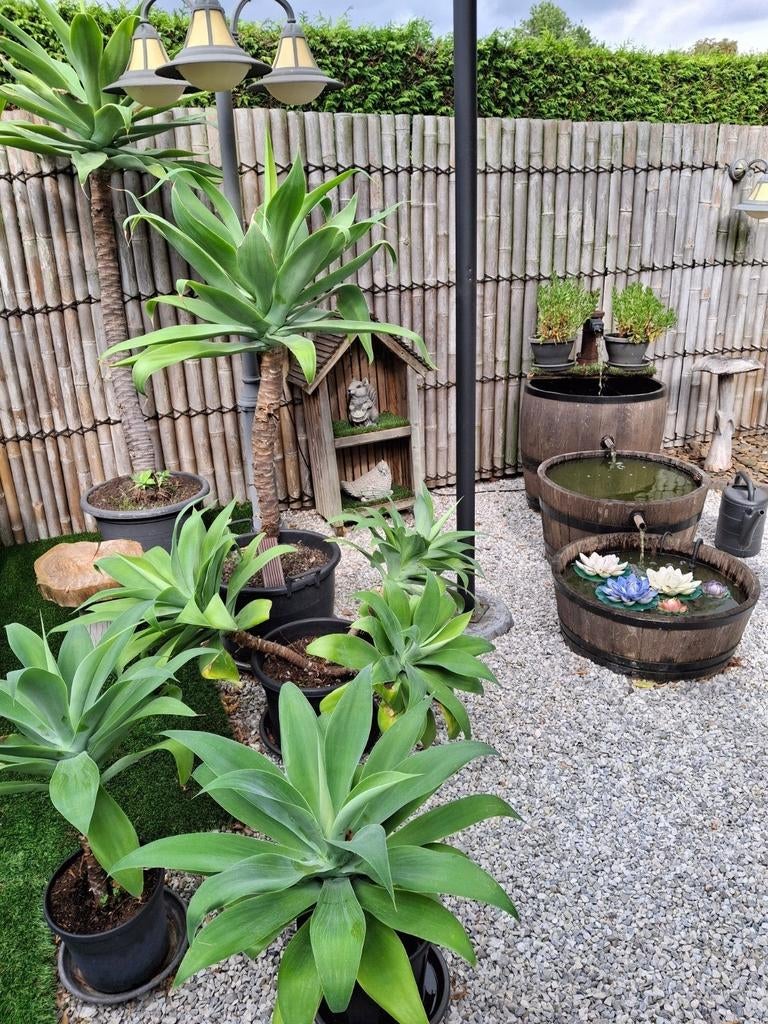 Prachtige agave attenuata binnen en buiten
Vanaf de lente bu, Ophalen, Lente